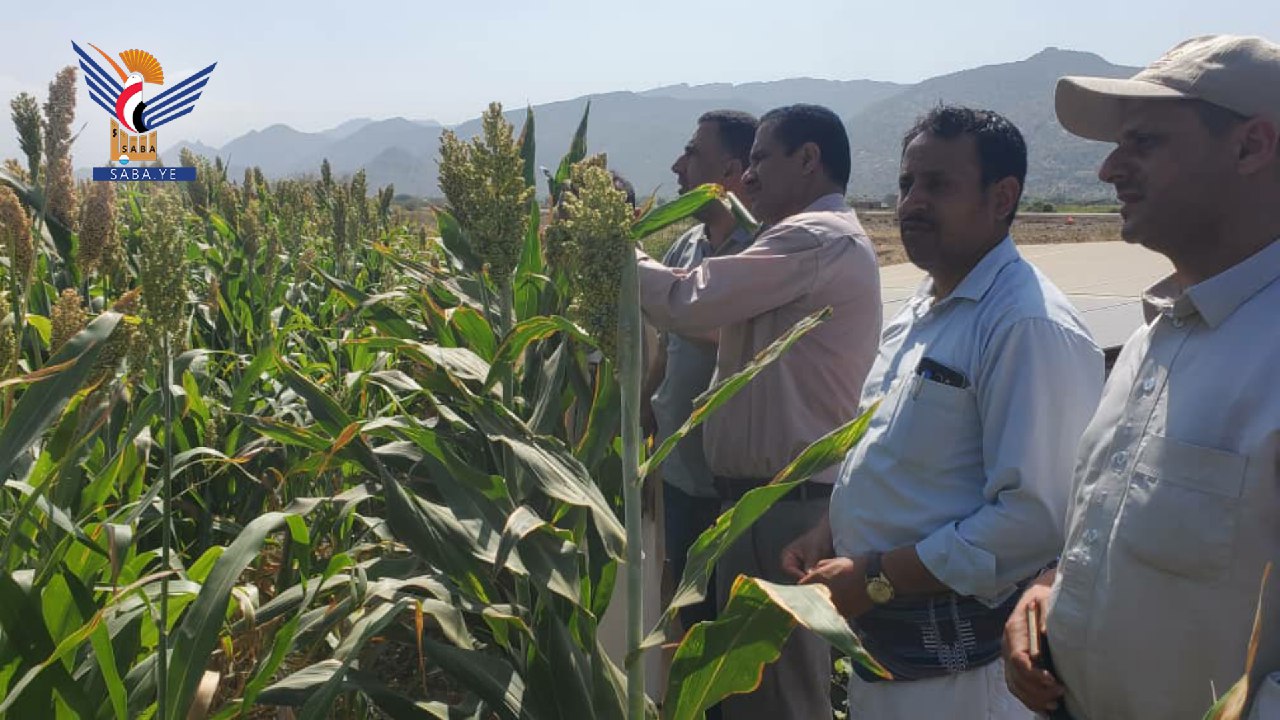 Inspektion von Forschungsprogrammen und -aktivitäten für Getreidekulturen in Bajil, Hodeidah