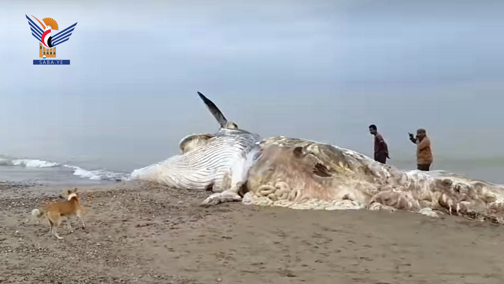 Ministry of Fisheries warns of continued deaths of whales on Red Sea coasts Ministry of Fisheries warns of continued deaths of whales on Red Sea coasts