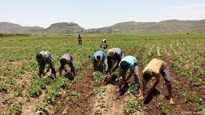 Agriculture , food security in Yemen