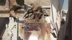 Pferdetrainer gemartert, 2 weitere verletzt, 70 arabische Pferde bei Luftangriffen auf Military College getötet