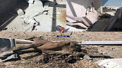 3 people killed, 70 Arab horses killed in US-Saudi-led airstrikes on military college