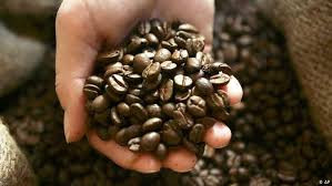 Yemeni coffee .. a strategy for development Yemeni coffee .. a strategy for development