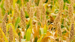 Lancement de la récolte de blé et de la culture du sorgho dans les champs des agriculteurs de Dhamar