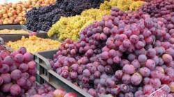 Raisins yéménites ... Production plantureusement malgré les répercussions de l'agression et du blocus