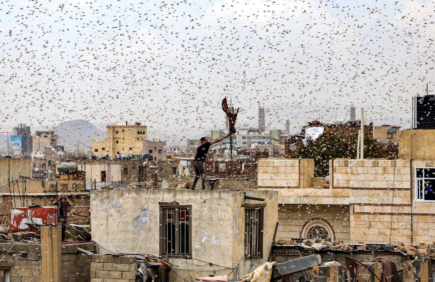 أسراب من الجراد تغطي سماء العاصمة صنعاء وعدد من المحافظات أسراب من الجراد تغطي سماء العاصمة صنعاء وعدد من المحافظات