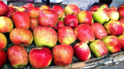 Pomme au Yémen, un produit agricole de qualité et productivité