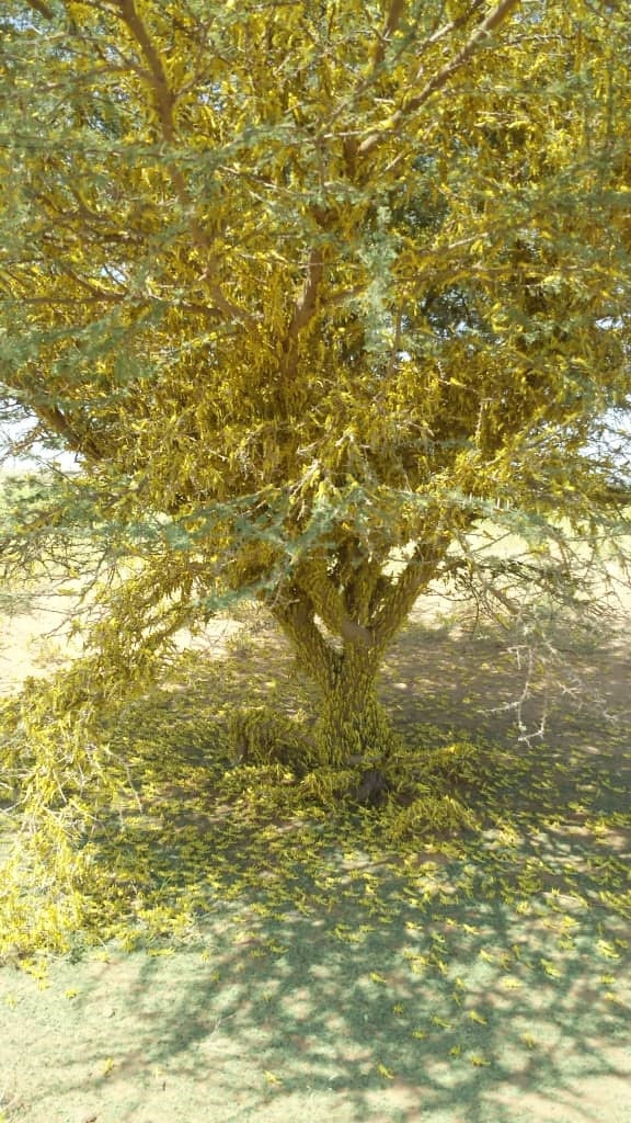 الزراعة تحذر من تهديدات الجراد على مصادر الأمن الغذائي في تهامة