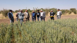 Einweihung von Demonstrationsfeldern für Getreide und Hülsenfrüchte in Sanaa