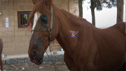 Equestrian Federation verurteilt die Abzielung den Reiterskreis in Sanaa durch Aggressionskampfflugzeuge