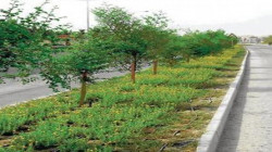 Campagne de reboisement lancé à la ville Amran pour y booster Caractère Esthétiques, espaces verts