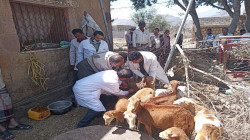 Start einer Kampagne zum Schutz der Tiere vor Parasiten in Taiz