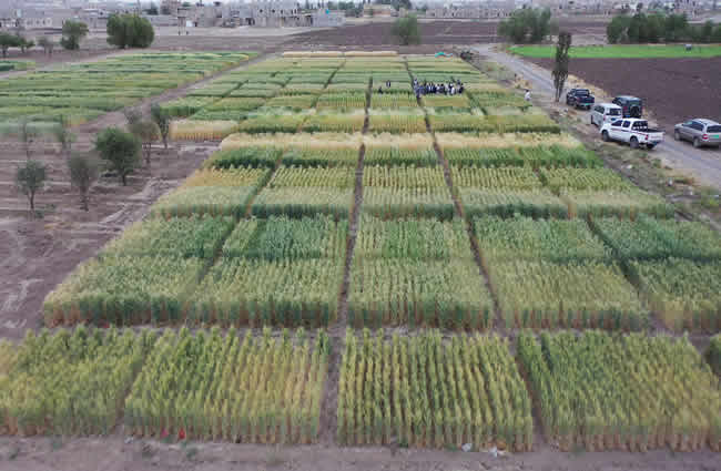 Feldtag in Sanaa zum Starten von 30 Sorten von Weizen