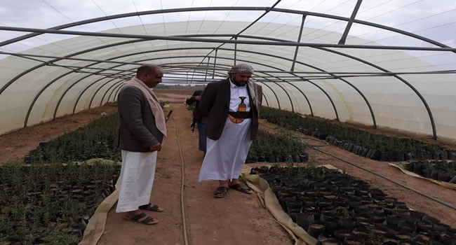 Sanaa-Gouverneur inspiziert die Baumschule von Al-Hatarish in Bani Hushaish