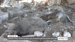 Aggression raid kills more than 200 sheep in Dhamar 