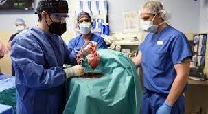 جراحون أمريكيون ينجحون في زراعة قلب خنزير في إنسان