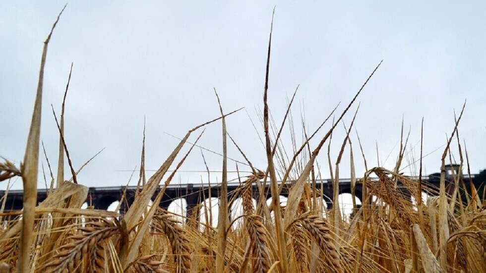 الهند تقرر حظر تصدير القمح خوفا من تعرض أمنها الغذائي للخطر مع ارتفاع أسعاره عالميا