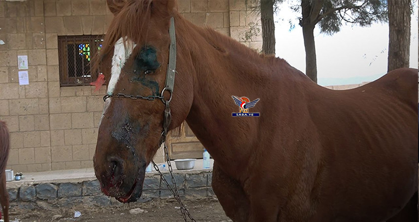 Die Equestrian Federation wird Mitglied der Arabische Kamelföderation