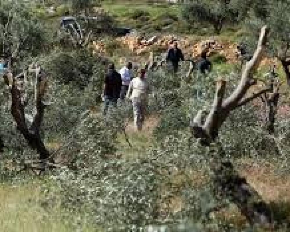 Zionist settlers cut olive trees west Bardala Zionist settlers cut olive trees west Bardala