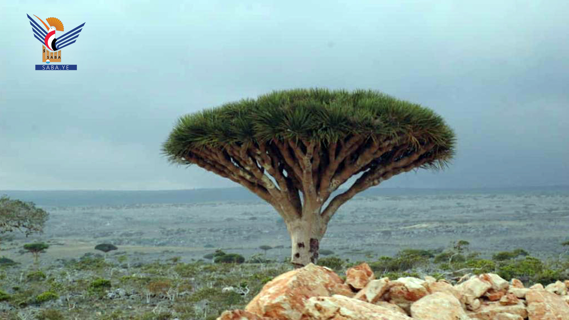 Le ministère du Tourisme condamne les crimes de l'agression commis à Socotra