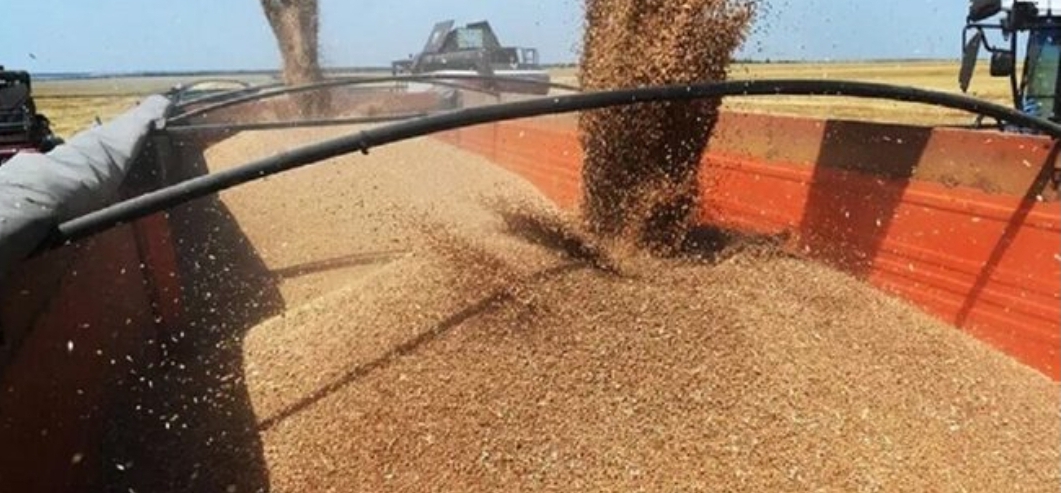الفاو: الحبوب الروسية المجانية ساهمت بمكافحة الجوع في إفريقيا