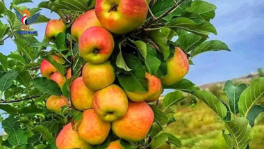 Dem Landwirtschaftsamt in Saada gelingt es, neue Sorten zuckerhaltiger Äpfel zu produzieren