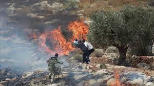Zionist Settlers burn agricultural land in Al-Mughayyir village Zionist Settlers burn agricultural land in Al-Mughayyir village