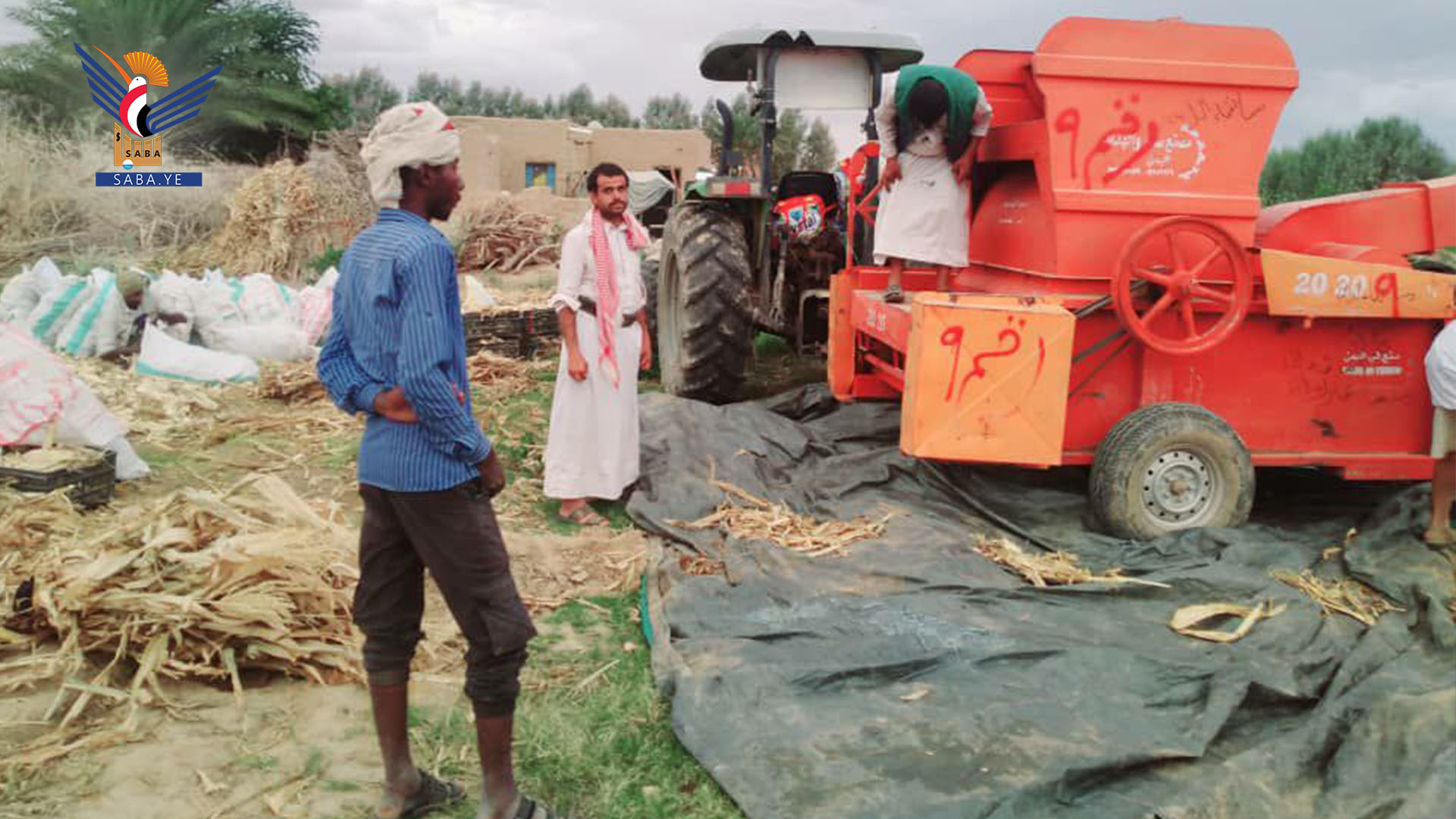 تدشين موسم حصاد الذرة الشامية في مديرية المتون بالجوف