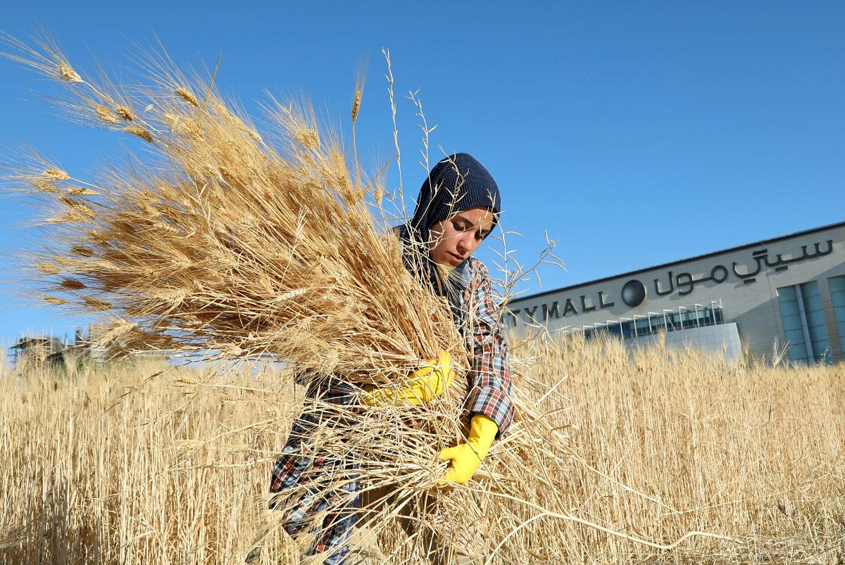 UN Assessment: Less Than 5% of Gaza's Farmland Remains Usable