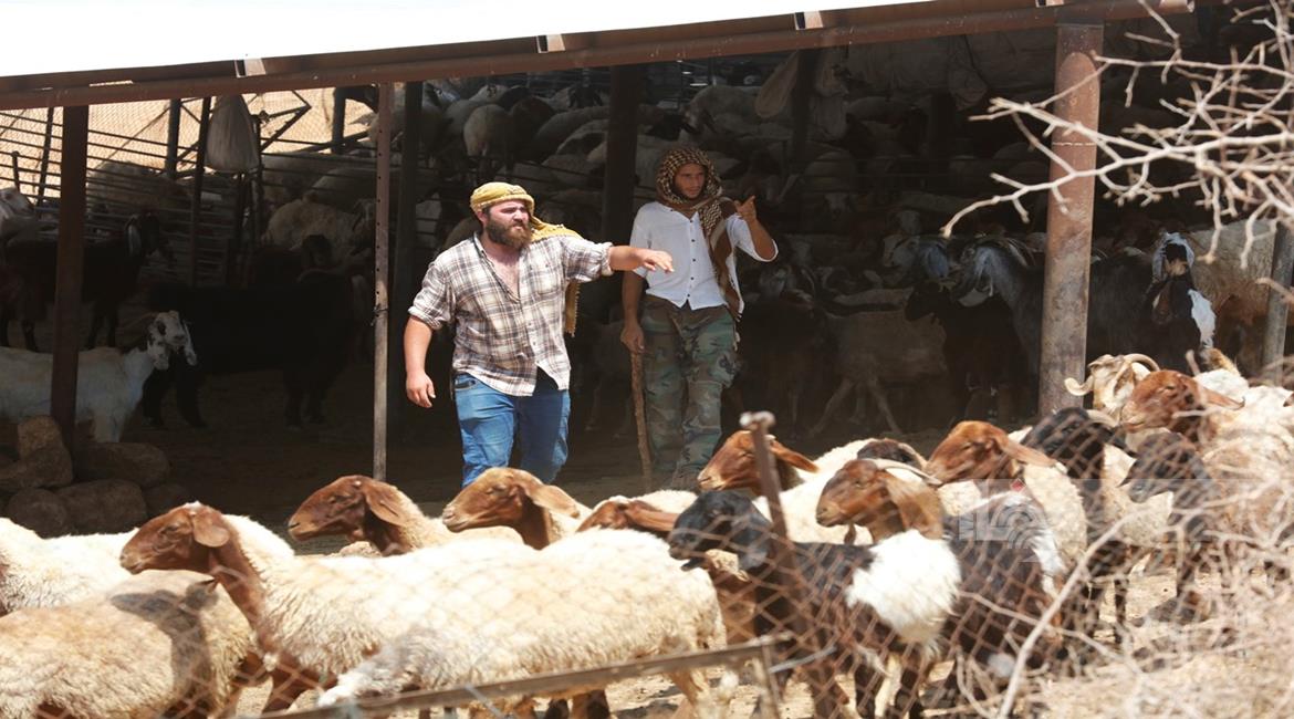 قطعان المستوطنين يستولون على أغنام الفلسطينيين في تجمع عين العوجا شمال أريحا قطعان المستوطنين يستولون على أغنام الفلسطينيين في تجمع عين العوجا شمال أريحا