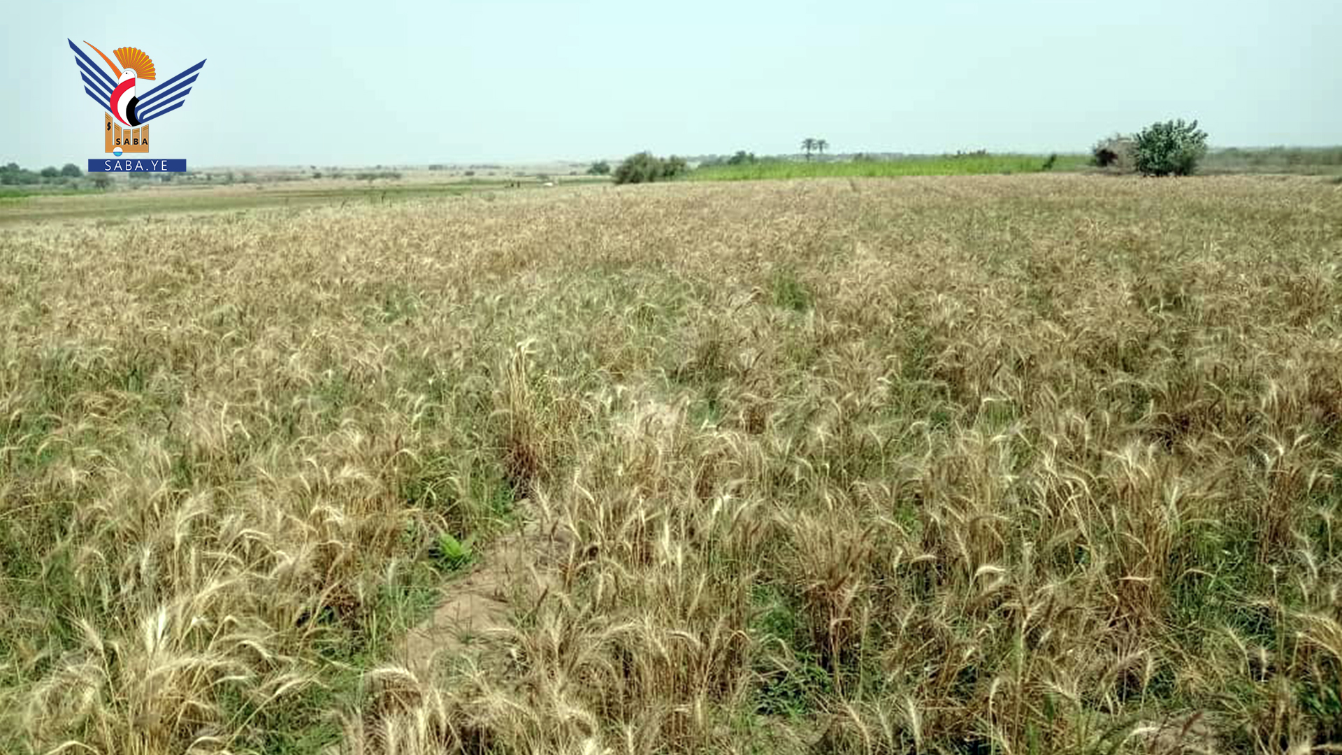 Récolte de la première récolte de blé dans le district de Beit Al-Faqih à Hodeidah