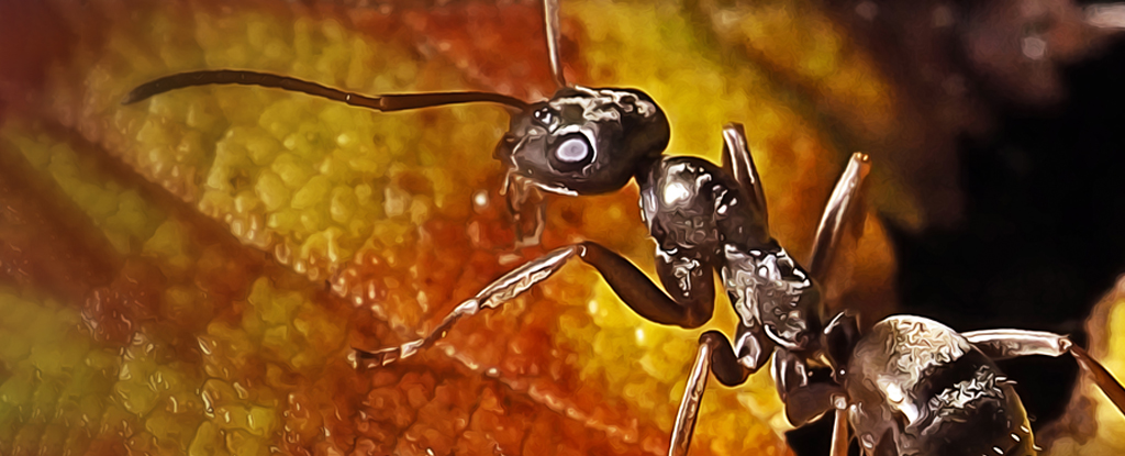 العلماء يكتشفون أن النمل يمكنه شم السرطان في البول