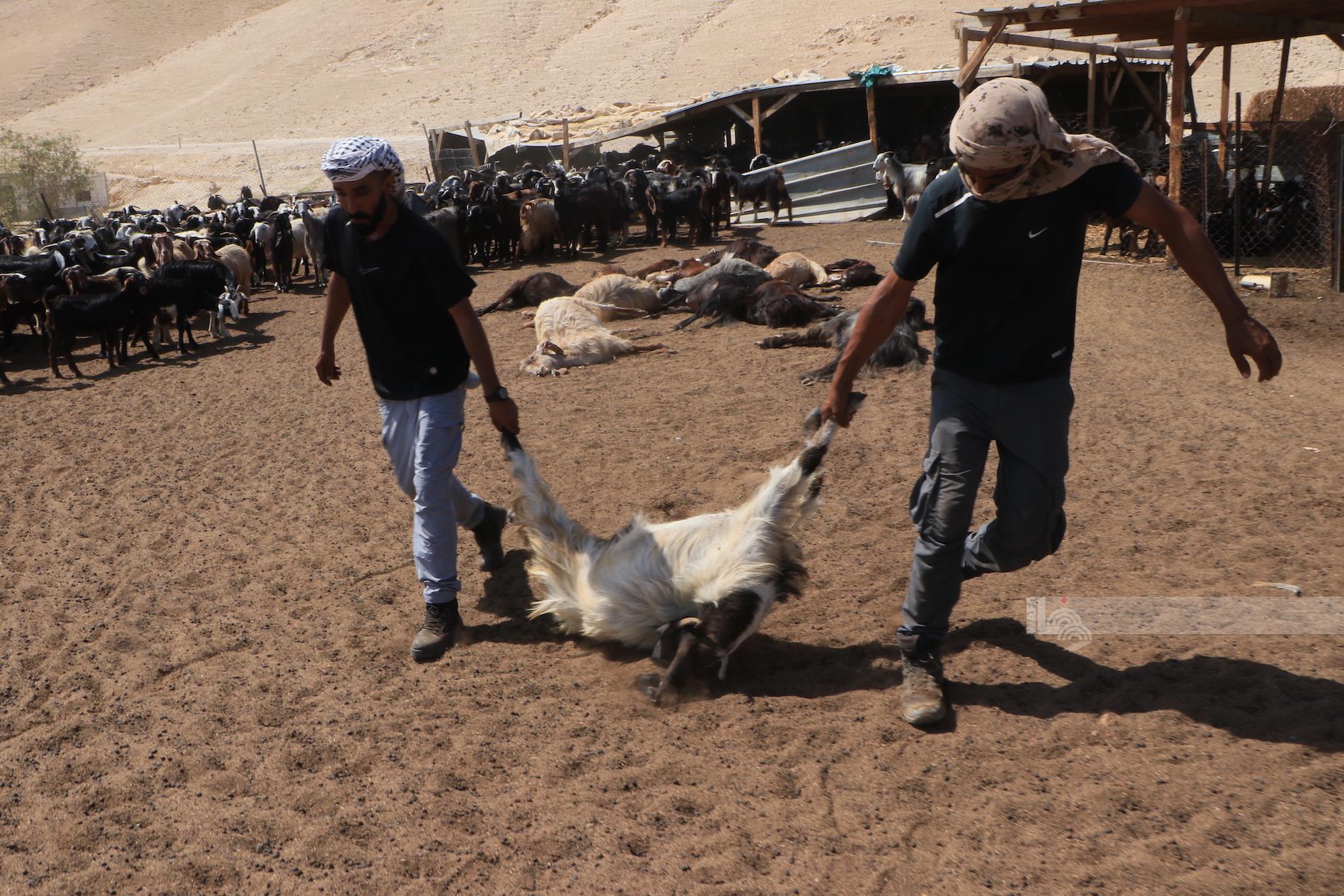 Settlers poison Palestinian sheep east Hebron