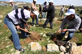 نشطاء فلسطينيون يزرعون أشتال زيتون في أراضي مهددة بالاستيلاء غرب بيت لحم نشطاء فلسطينيون يزرعون أشتال زيتون في أراضي مهددة بالاستيلاء غرب بيت لحم
