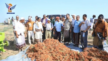 La saison des récoltes d'automne à la ferme Sardoud et dans la plaine de Tihamah lancée