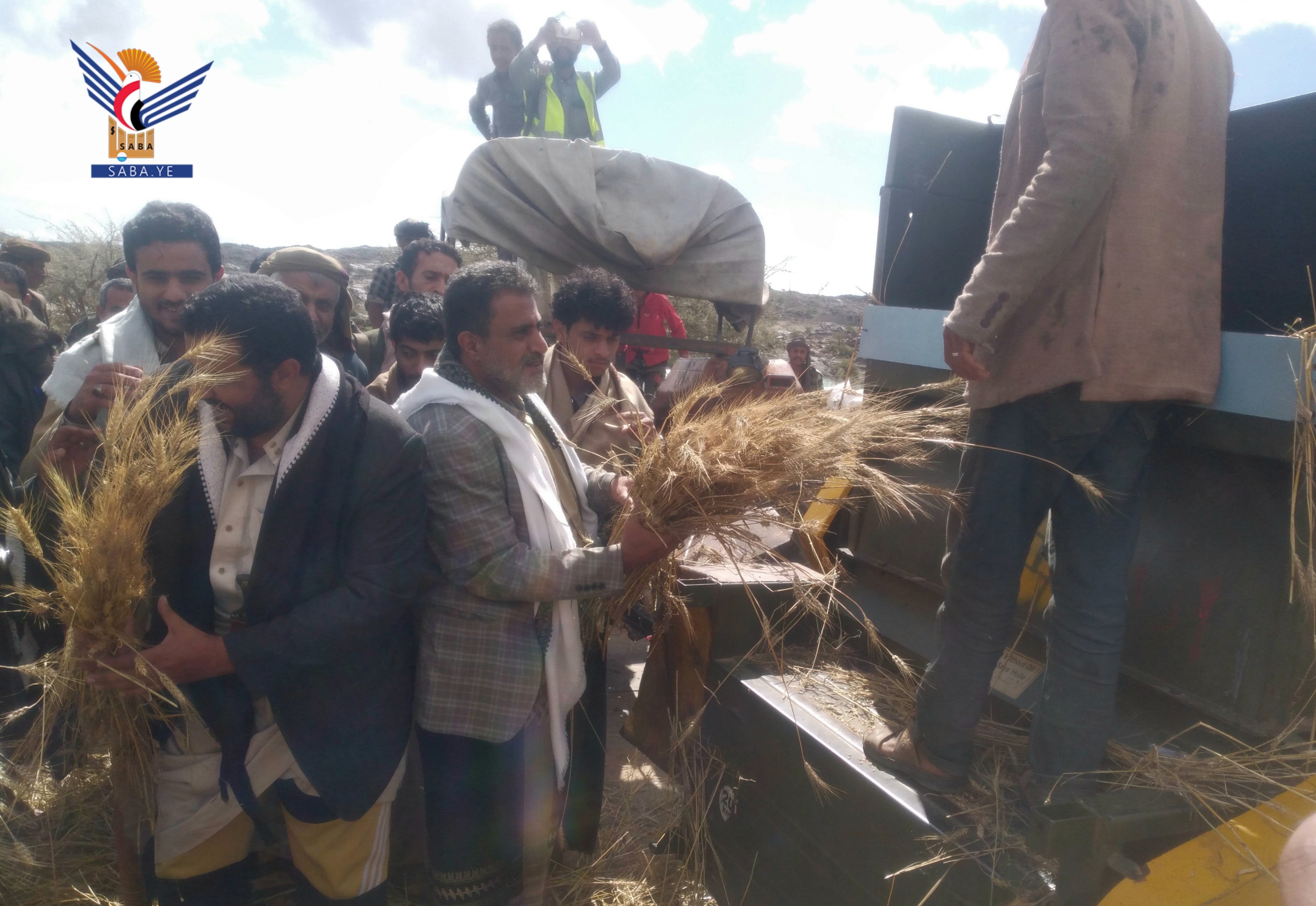 L'inauguration de la saison des récoltes de céréales dans le district d'Al-Tafa à Bayda