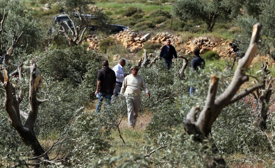 Zionist settlers cut down olive trees Zionist settlers cut down olive trees