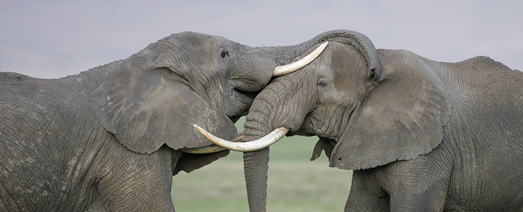 دراسة تبين أن الأفيال قد تلعب دورًا حاسمًا في إنقاذ الكوكب