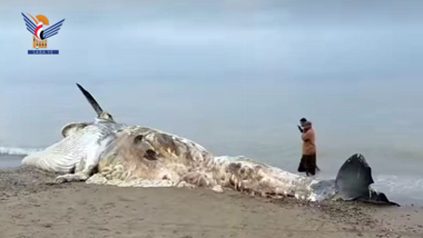 Le ministère de la Pêche met en garde contre la mort continue des baleines sur la côte de la mer Rouge