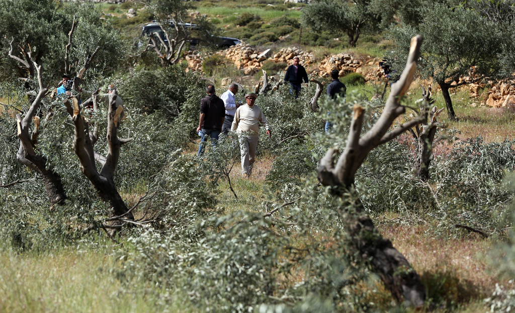 Los colonos arrancan olivos al oeste de Salfit