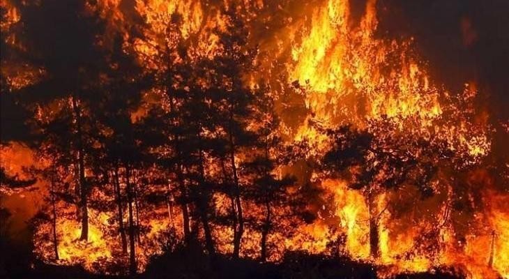 Más de 220 incendios se desataron por las altas temperaturas en los territorios palestinos ocupados