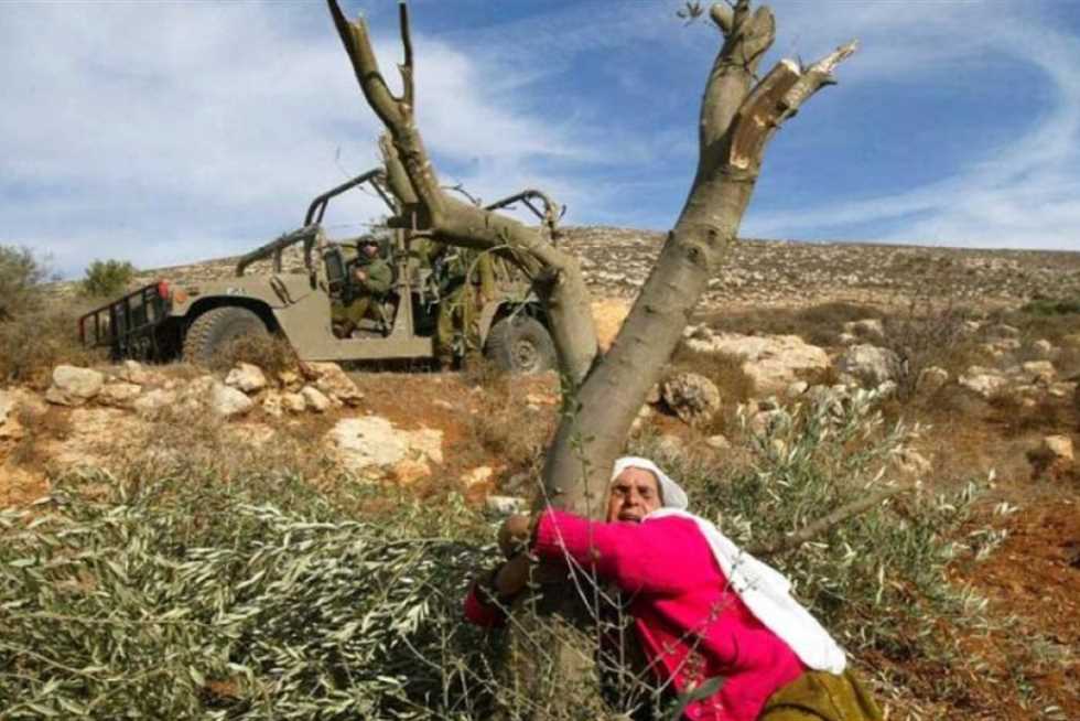 Zionist forces uproot olive trees in Sinjil town Zionist forces uproot olive trees in Sinjil town