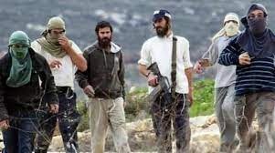 Settler herds cut down olive trees west of Bethlehem Settler herds cut down olive trees west of Bethlehem