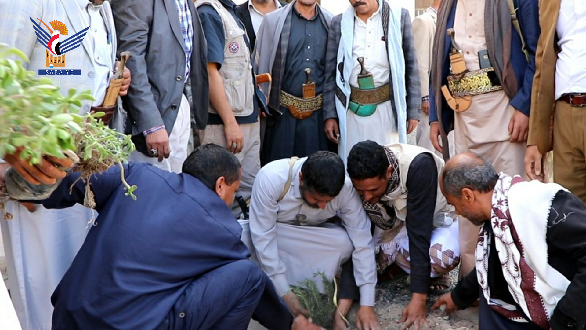 تدشين موسم التشجير بمحافظة ذمار تدشين موسم التشجير بمحافظة ذمار