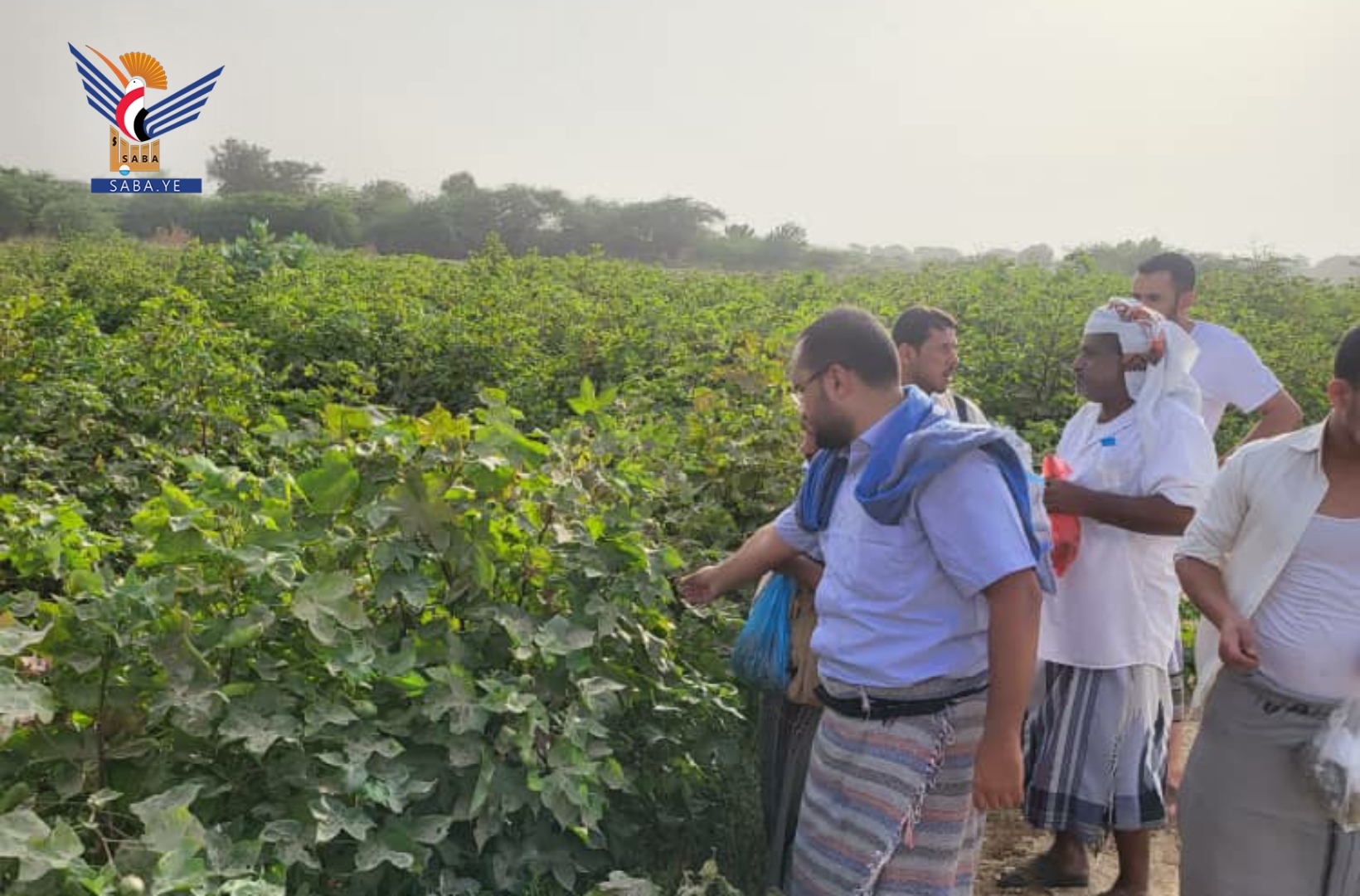 الاطلاع على مستوى إنتاج وجودة القطن في مزارع الزهرة واللحية بالحديدة