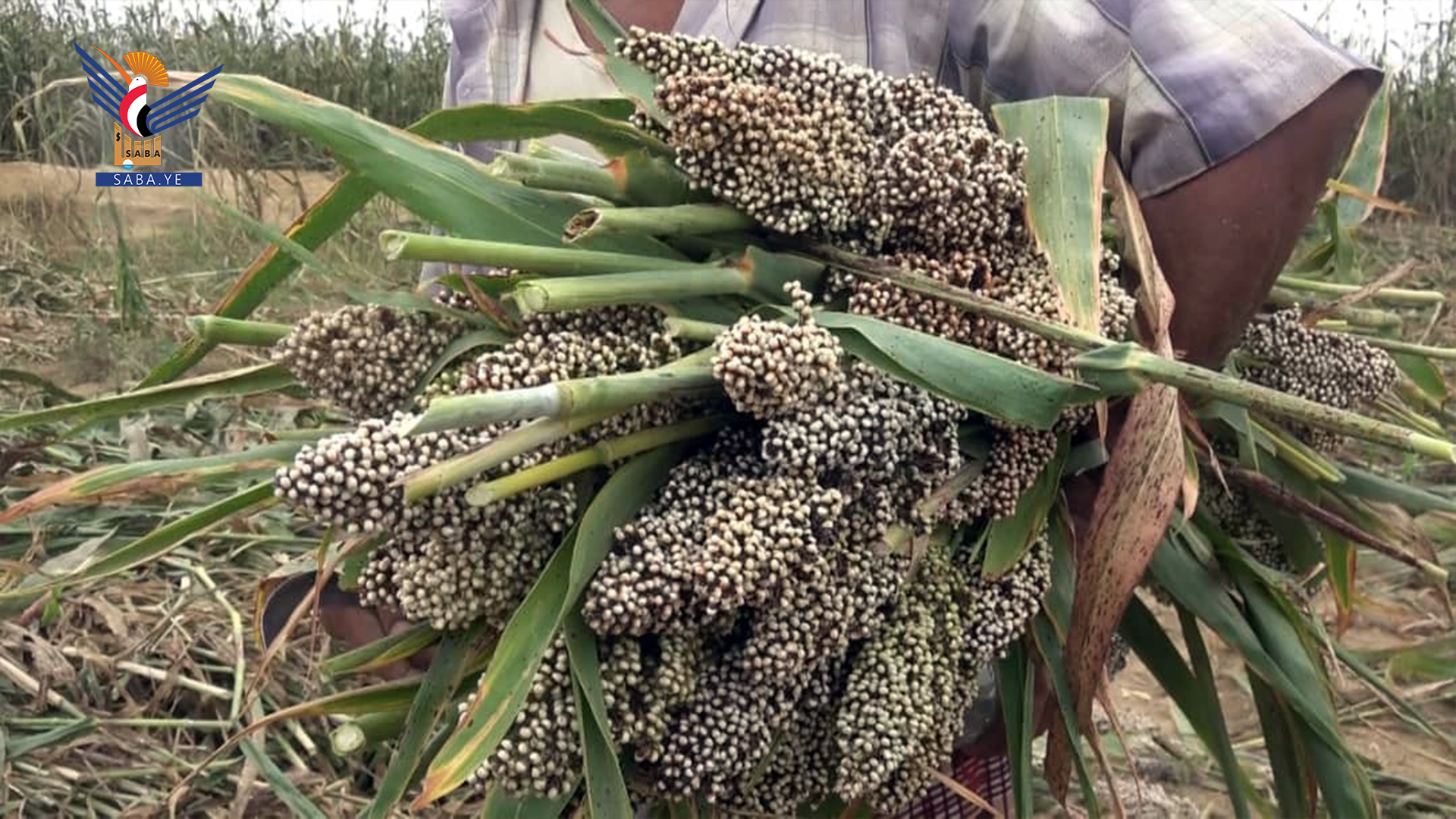 تدشين موسم حصاد محصول الذرة في وادي مور بالحديدة