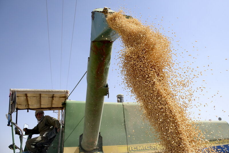 الفاو: نمو إنتاج إيران من الحبوب بنسبة 17.3% خلال العام الجاري