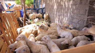 Health Office in Hodeida sends livestock convoy to stationed on West Coast front