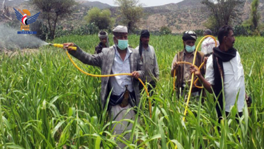 استفادة ثمانية آلاف و٦٨٦ مزارعاً من حملات مكافحة الآفات النباتية في عدة محافظات