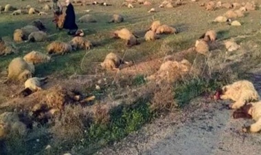 سوريا.. استشهاد وإصابة عدد من رعاة الأغنام في هجوم إرهابي بريف دير الزور