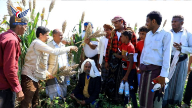 Grain Foundation führt Feldtage im Sorghumanbau im Distrikt Al-Qanawis in Hodeidah durch